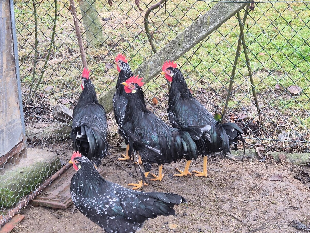 Predám mladých kohútikov na chov - 4