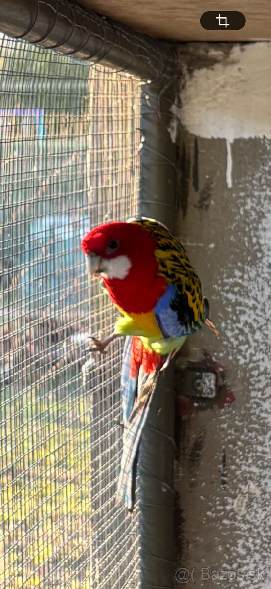 Rozela pestrá chovný samec - 4