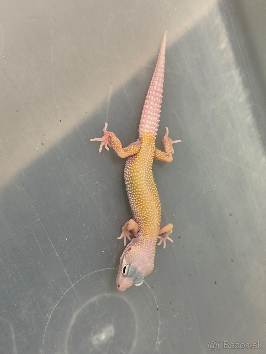 Gekoncik nočný - 4