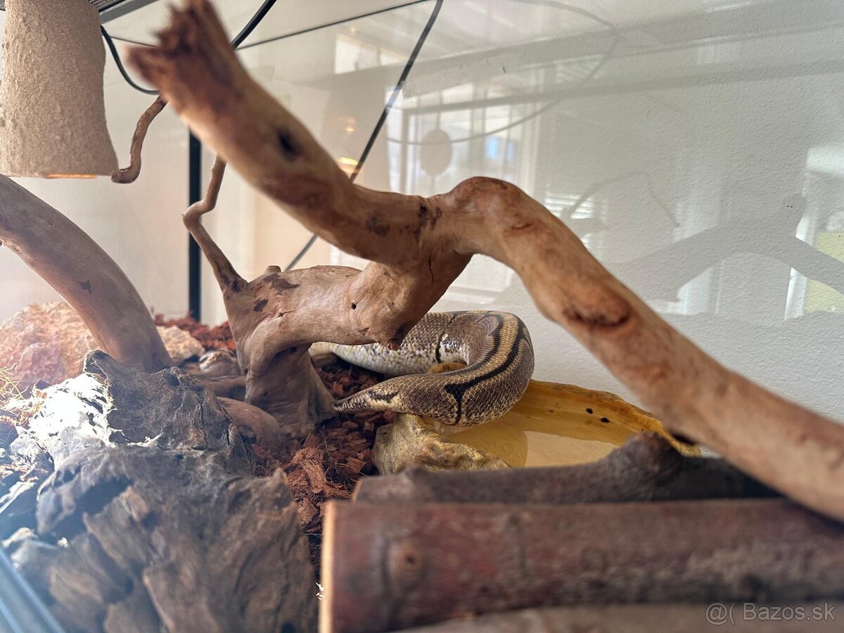 Pytón Kráľovský / Phyton Regius - 4