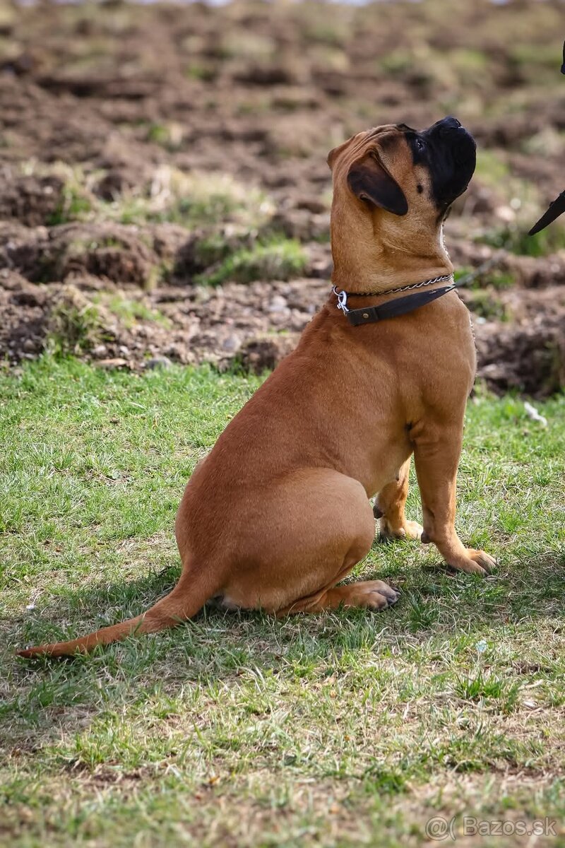 Bulmastif , Bullmastiff s PP - 4