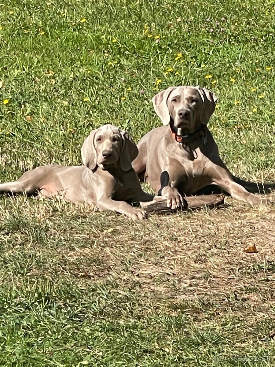 Weimarský stavač štěňiatka - 4