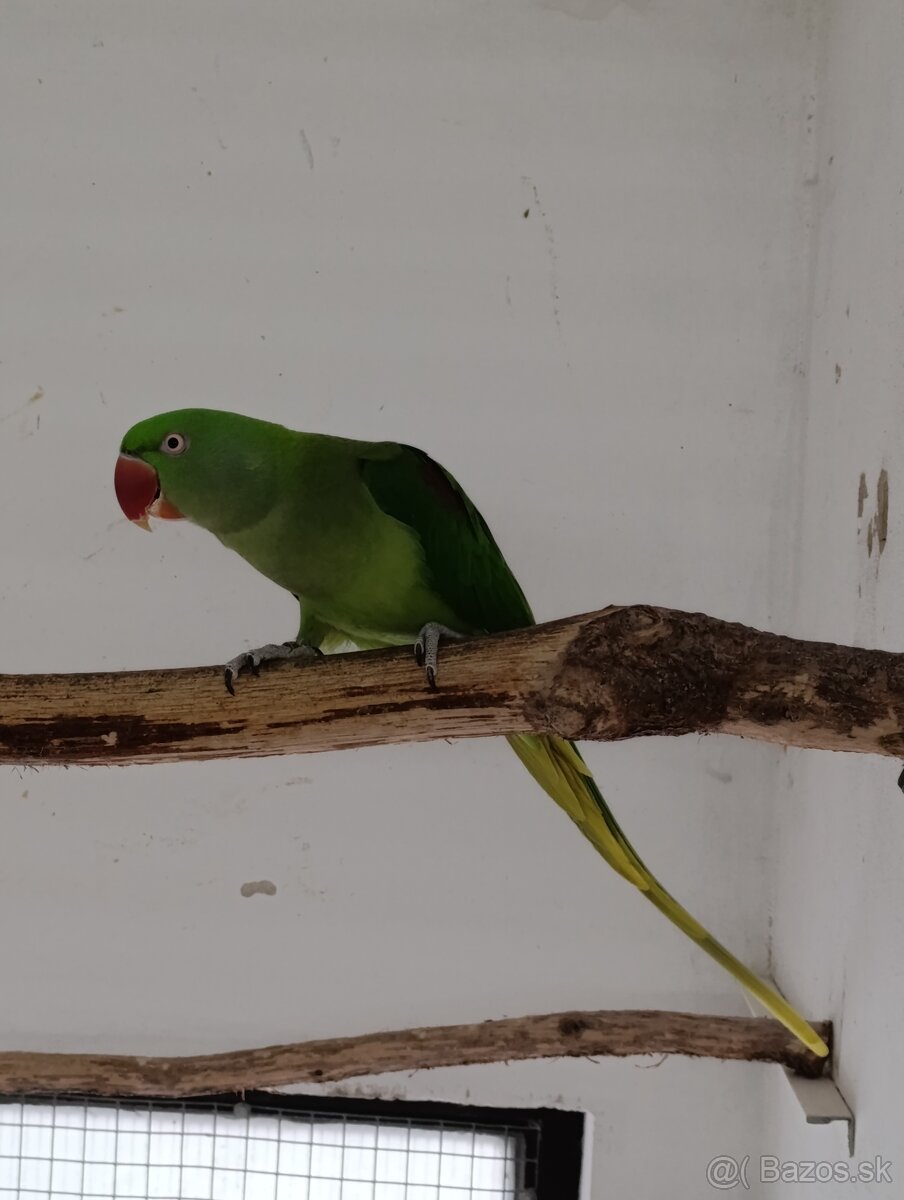 Alexander velký - 4