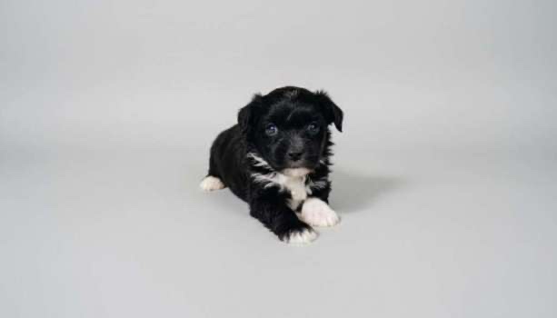 Čínsky chocholatý pes (osrstený- labutienka) s PP - 4