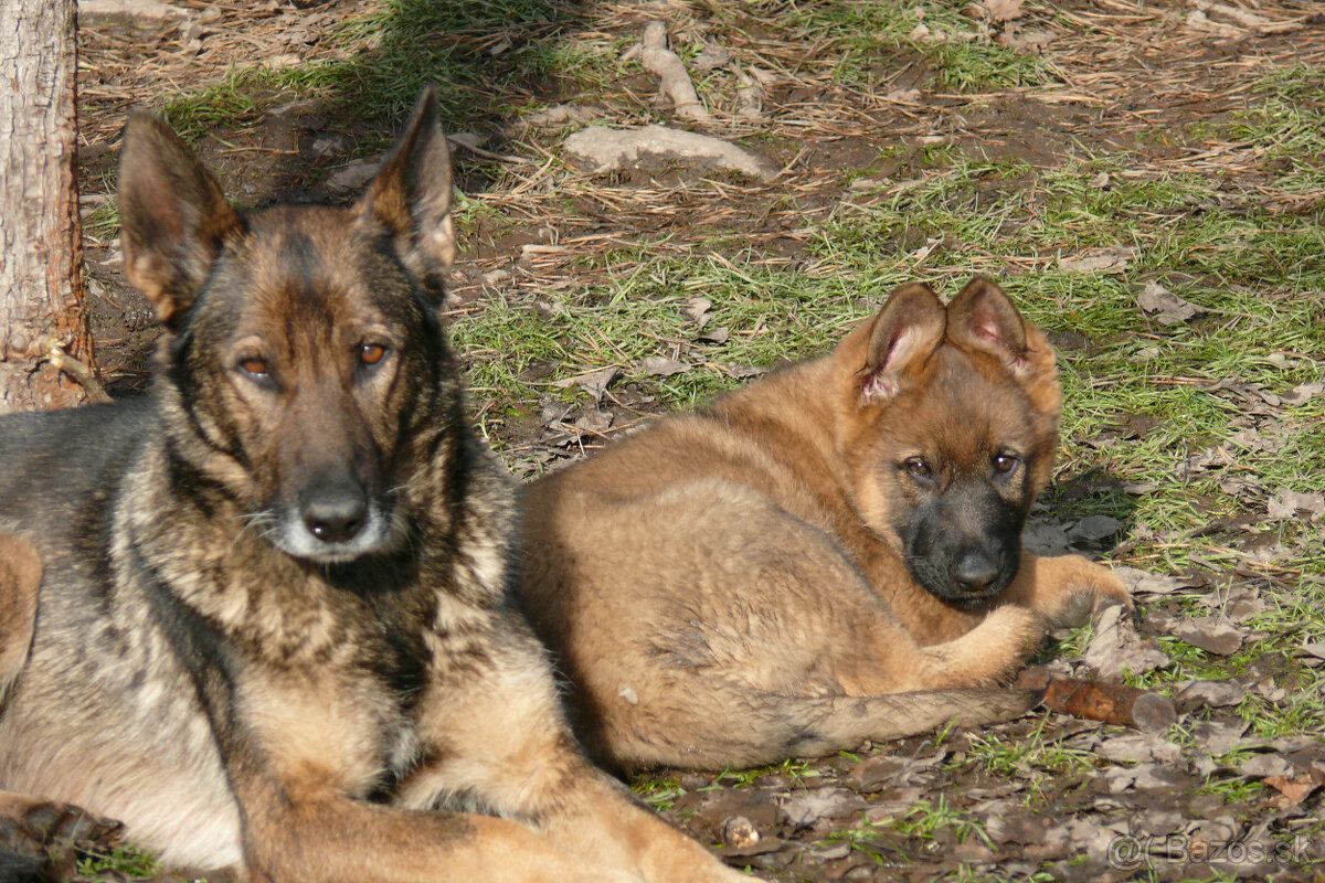 Šteniatka Nemeckého ovčiaka s PP- pracovné - 4