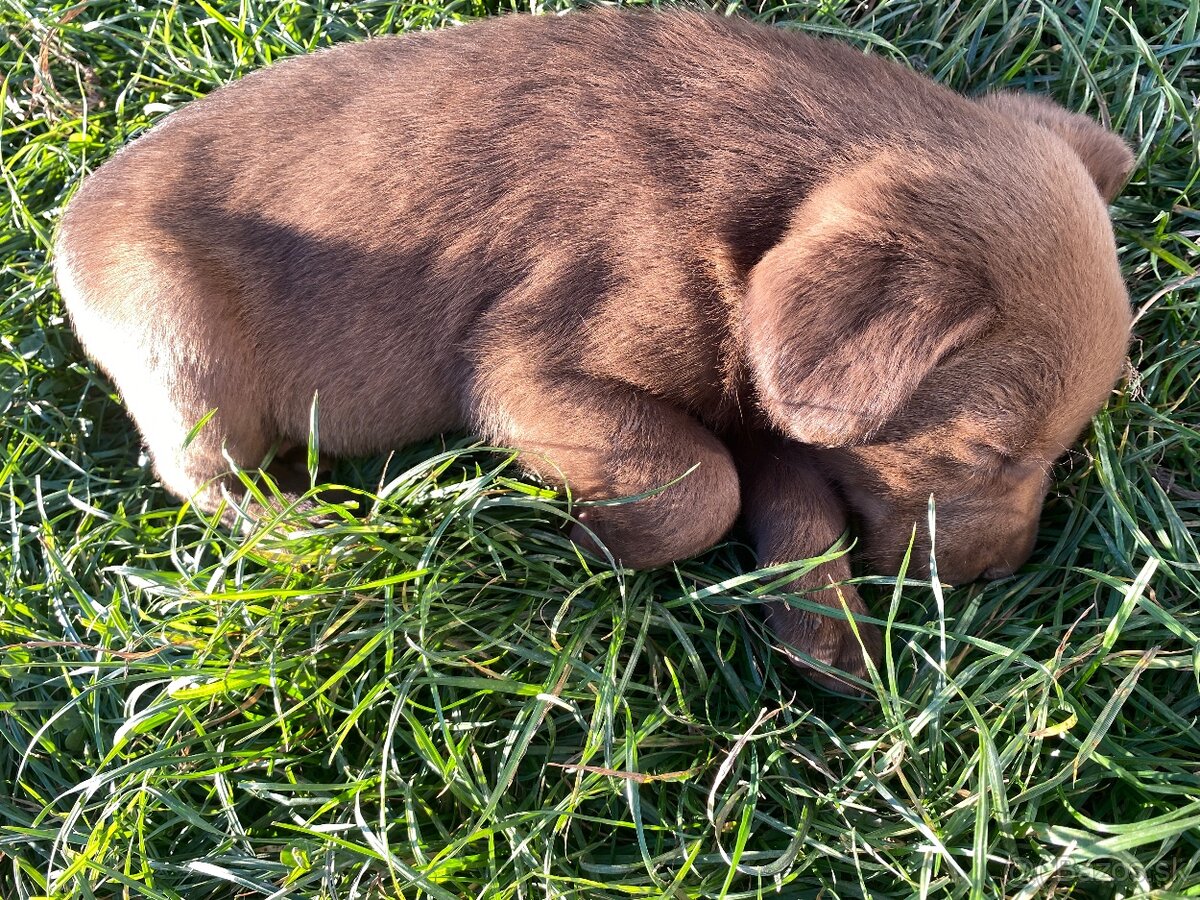 Labrador šteniatka - 4
