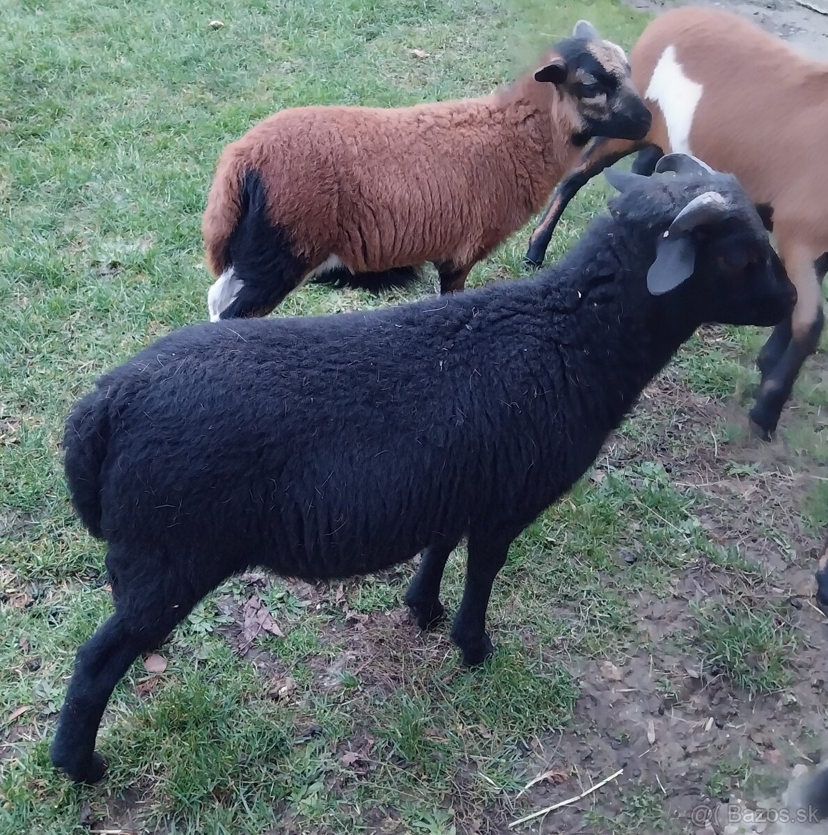 Kamerúnske barany a ovca na predaj - 4