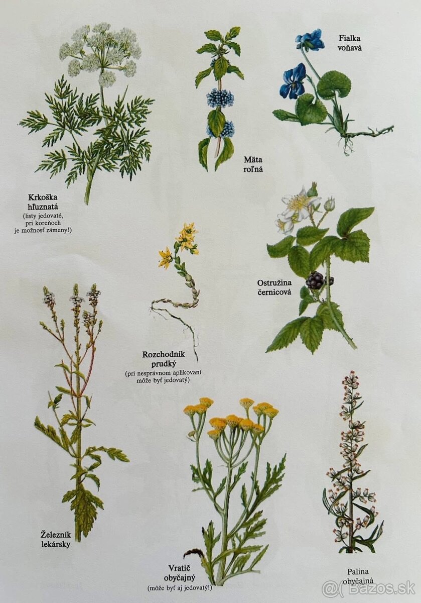 LIEČIVÉ BYLINKY + PRÍRODNÁ LIEČBA - 4