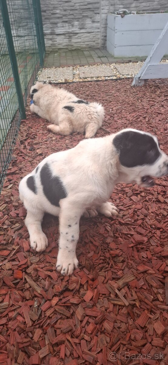 Stredoázijsky ovčiak - 4