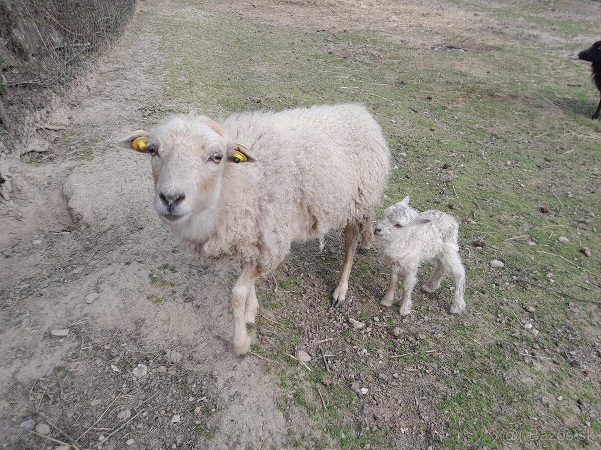 p ovce quesant ouesant quessant - 4