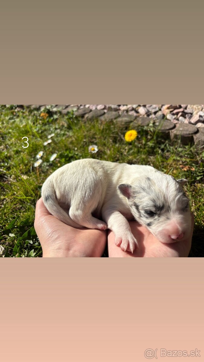 Šteniatka Border kólia - 4