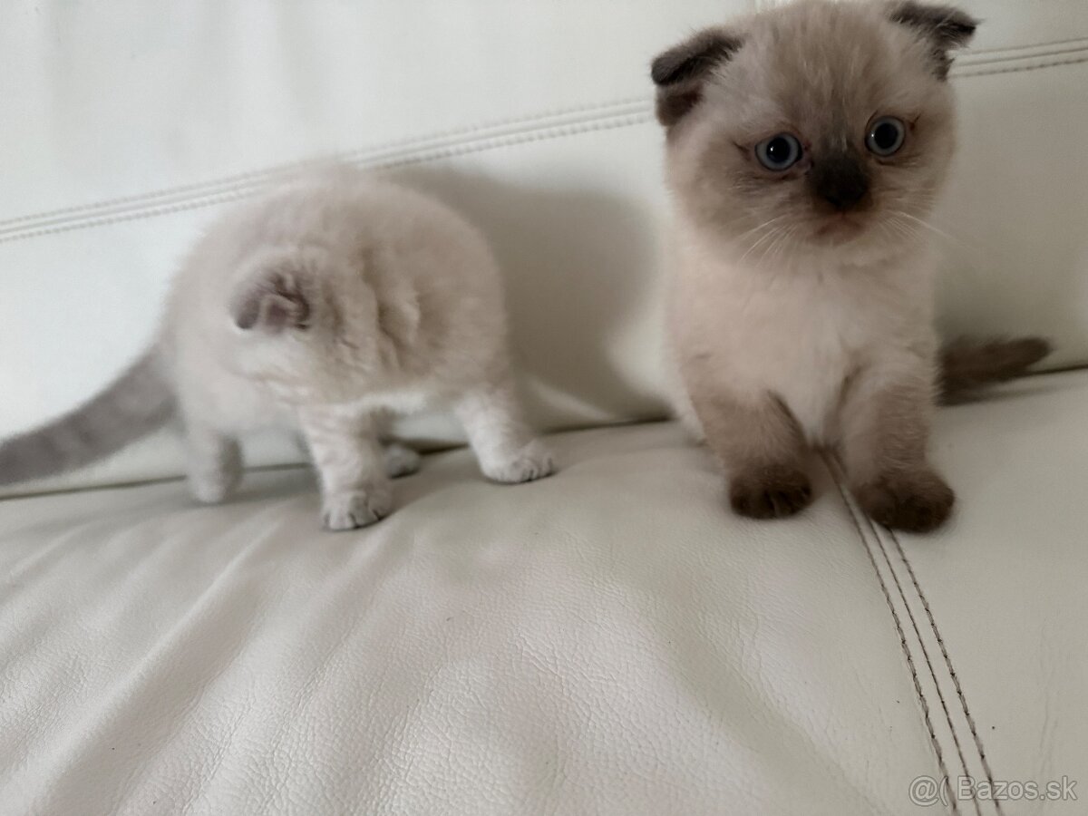 Britské mačiatka - 4