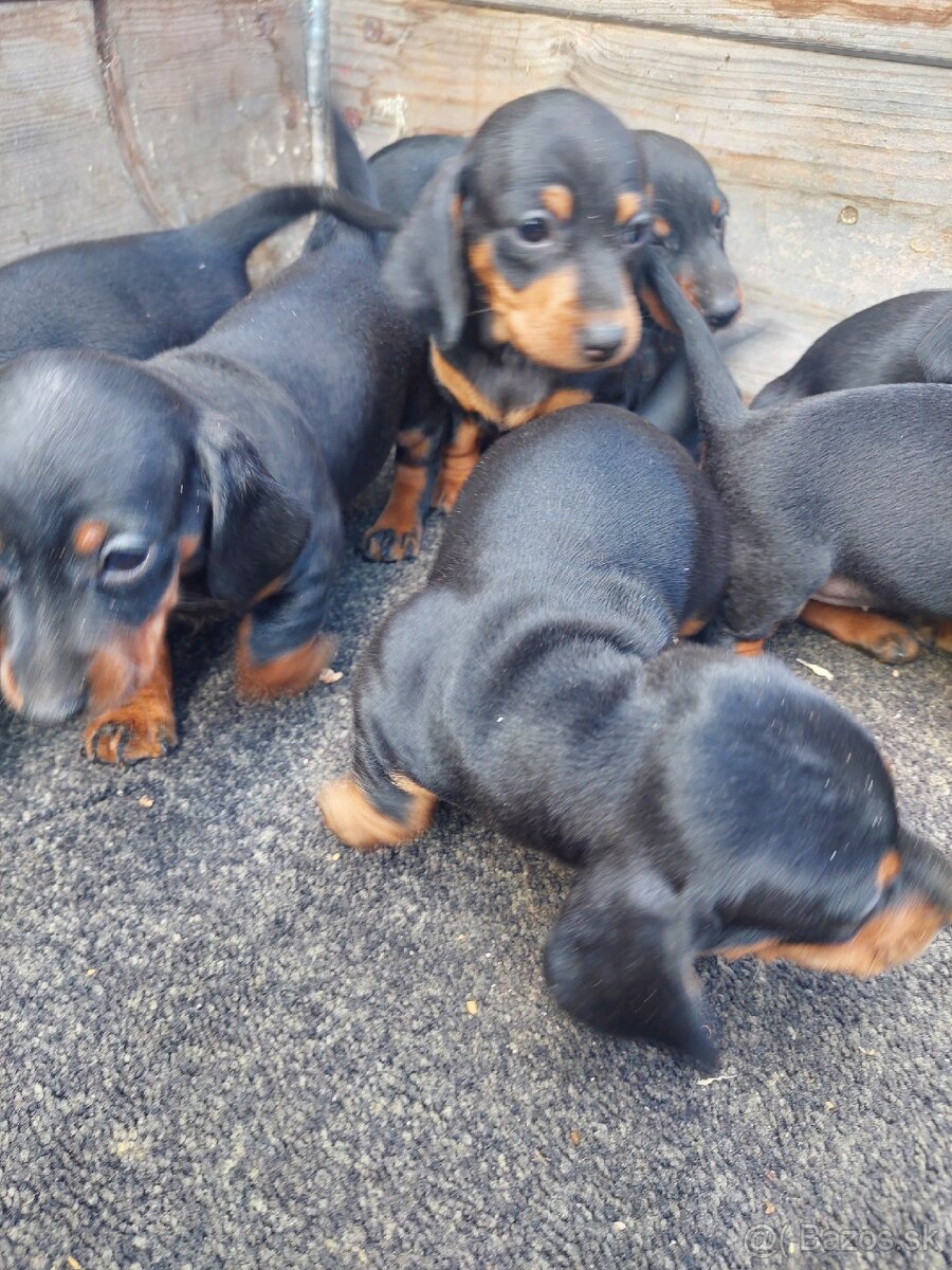 Jazvečík krátkosrstý čiernopálený - 4