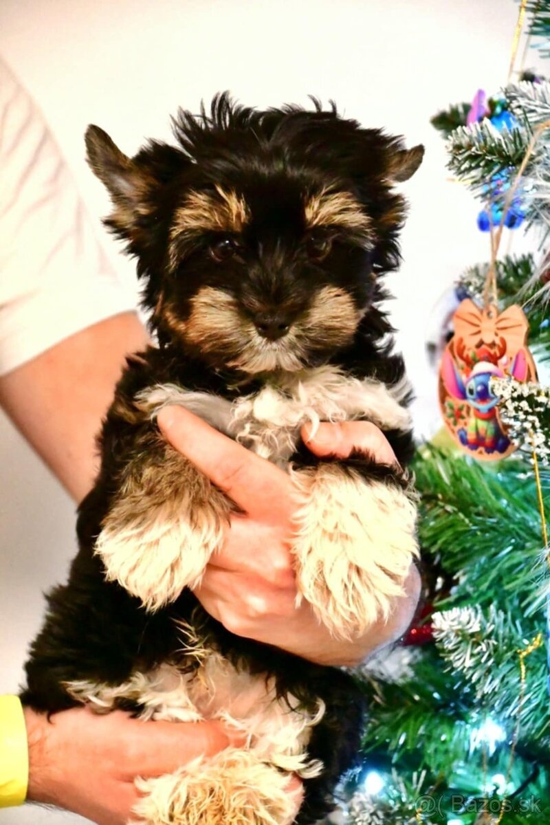 York, biewer,yorksirsky terier - 4