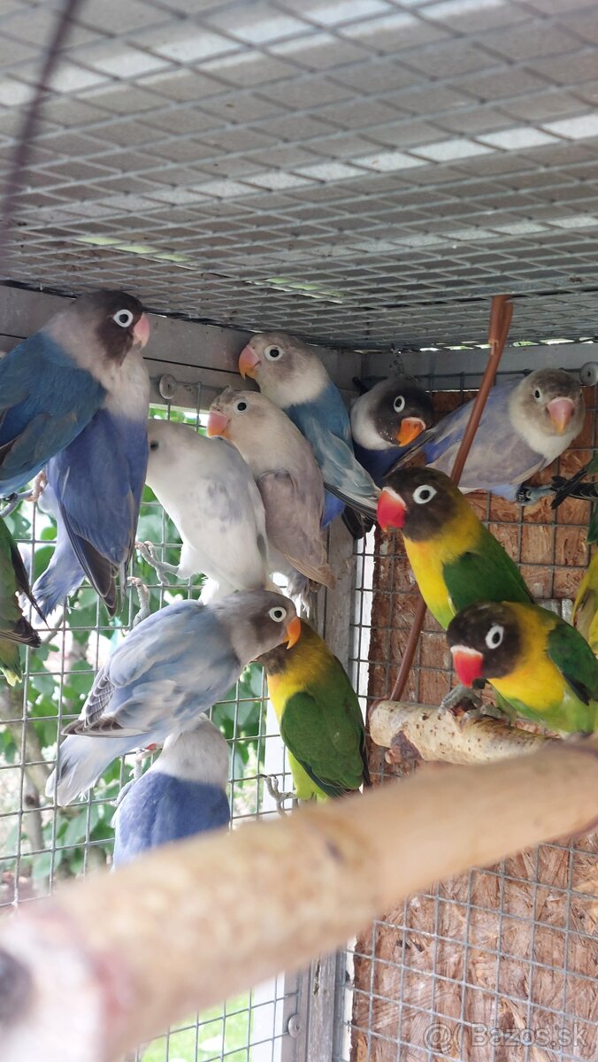 Ponúkam na predaj agapornisov - 4