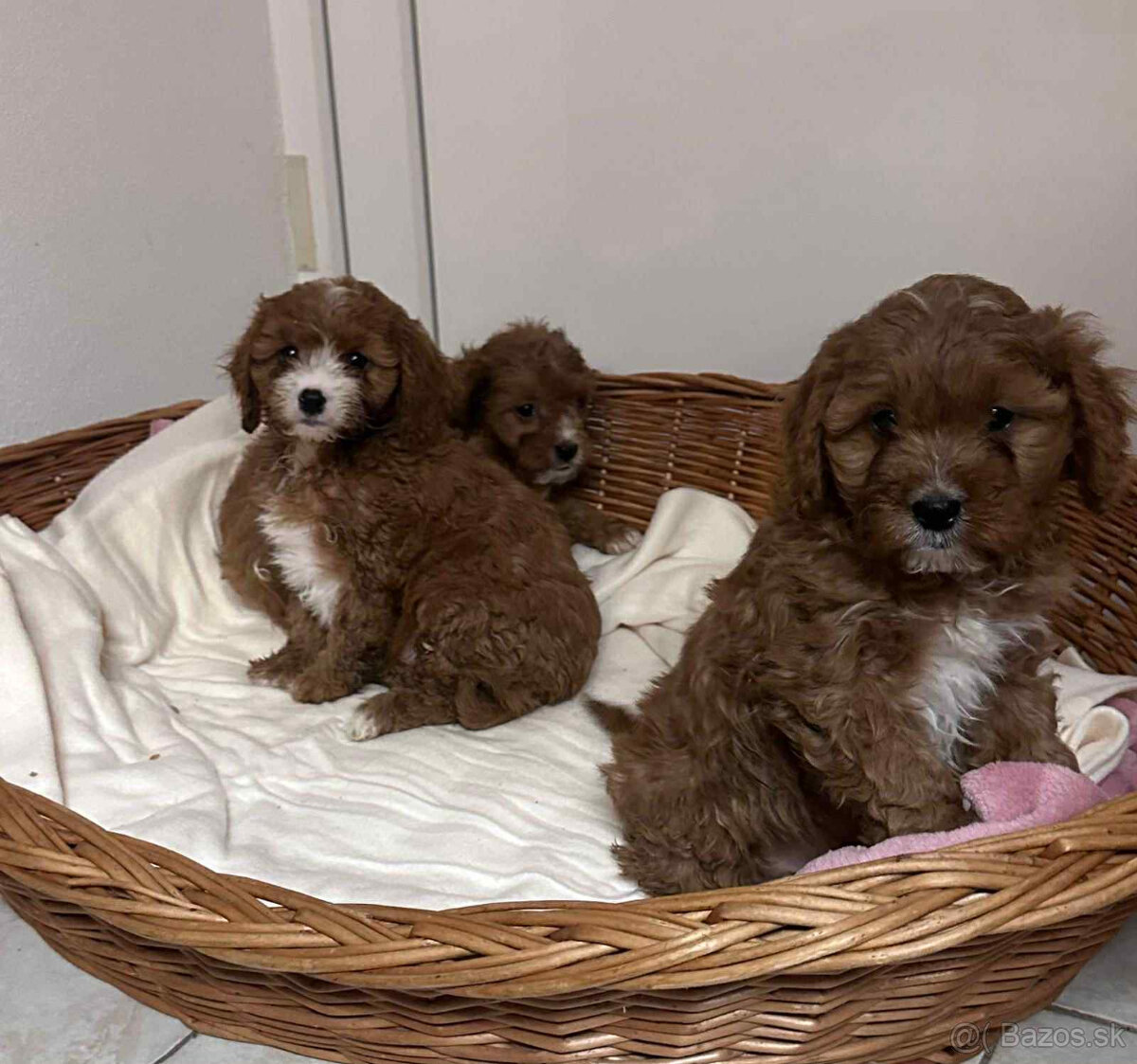 Pudel, cavalier, cavapoo - 4