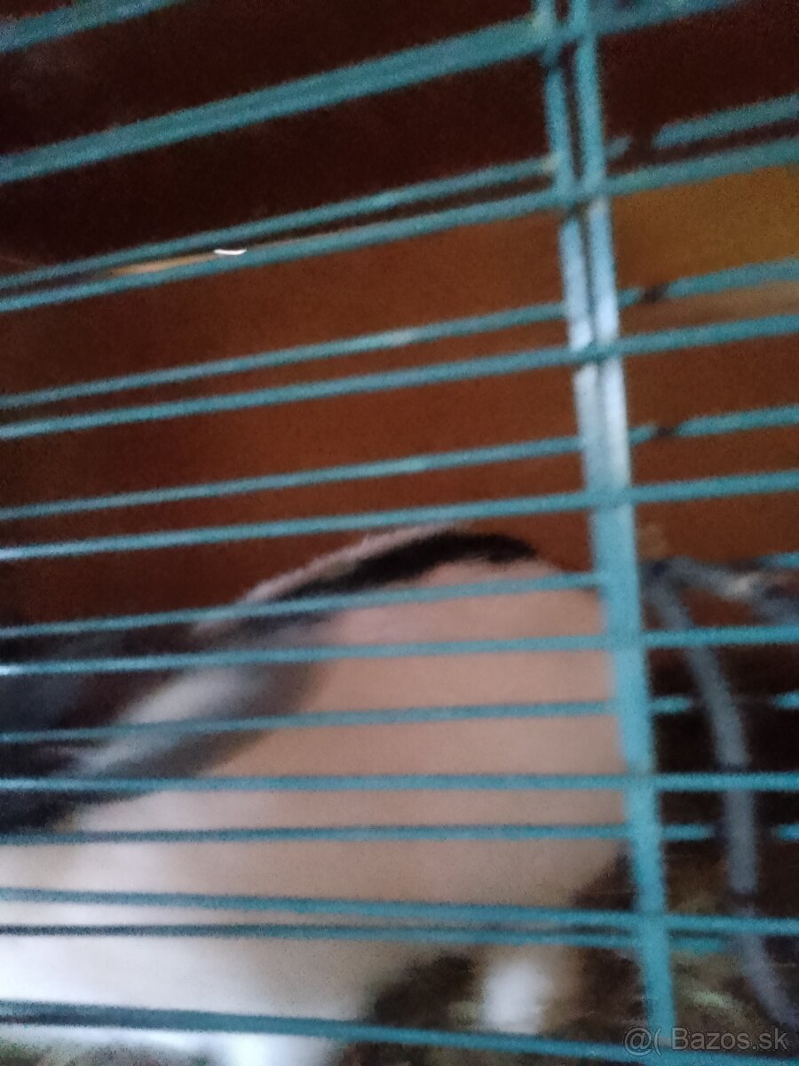 Nemecký strakač - 4