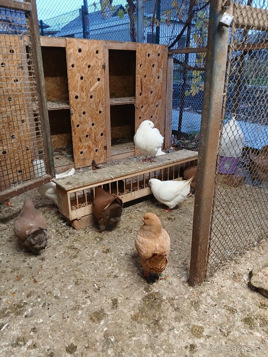 Holub king americky - 4