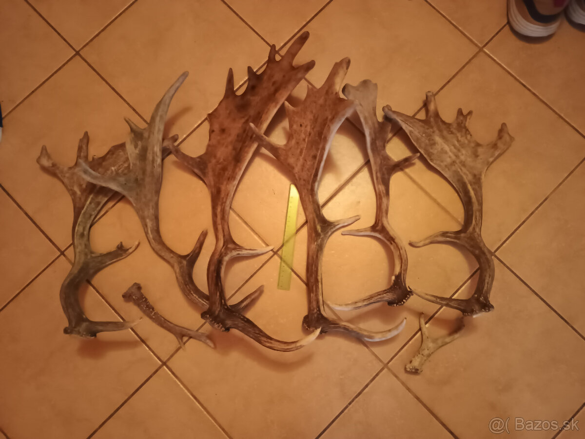 Parohy, zhody, trofej - 4