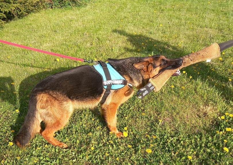 nemecký ovčiak - 4