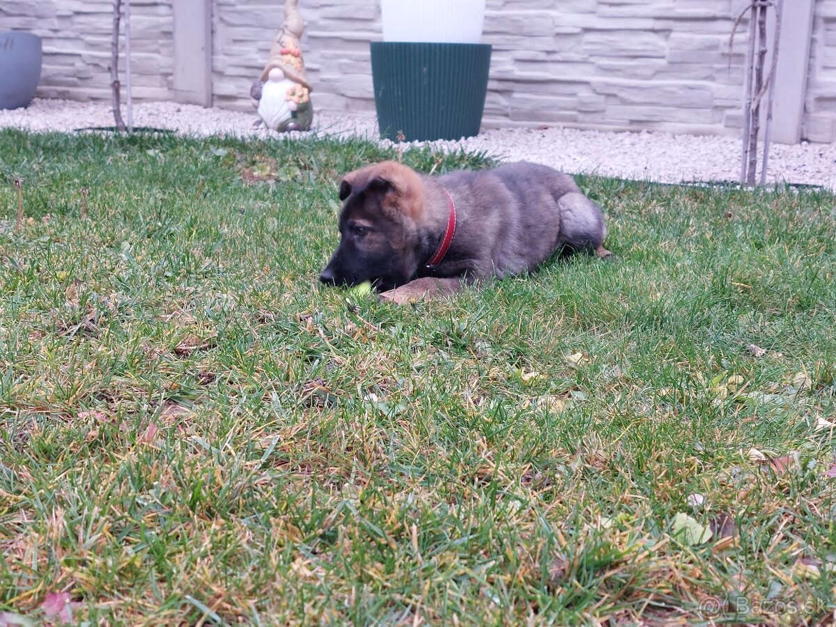 Nemecký ovčiak - 4