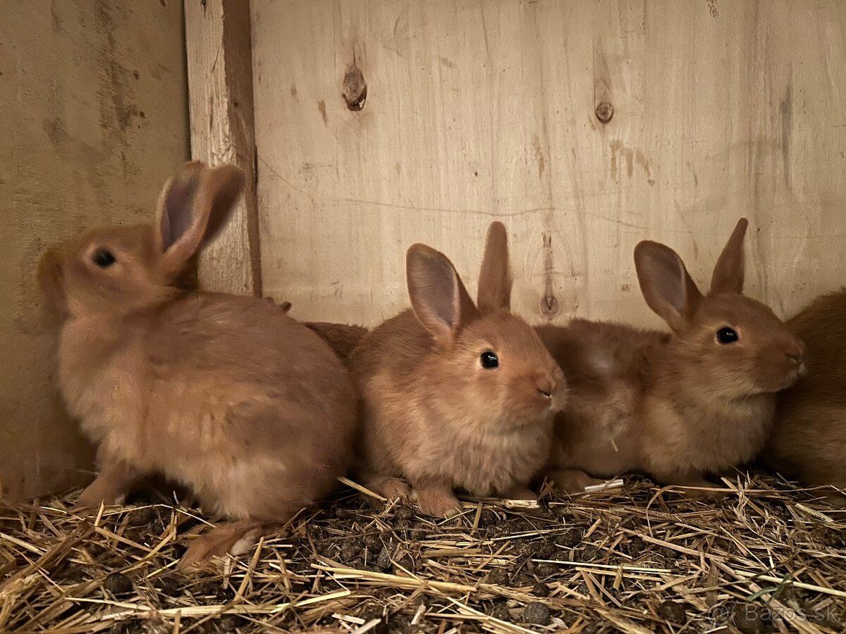 Novozélandský červený - 4