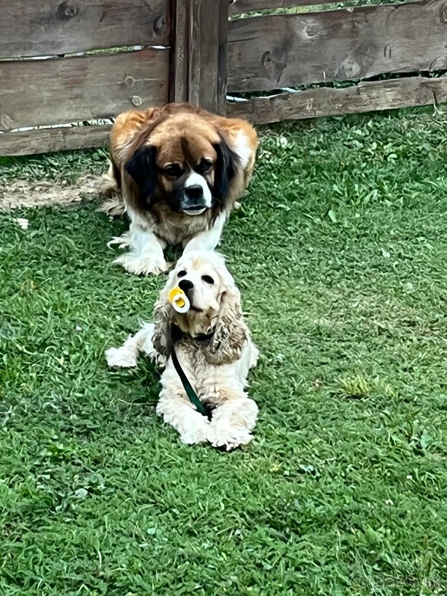 Predám psíka amerického kokeršpaniela - 4