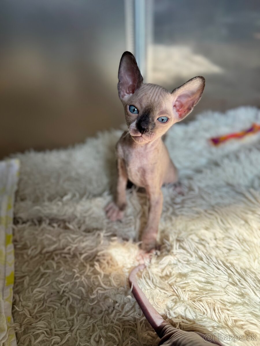 Don sphynx - 4