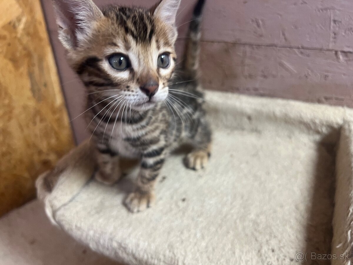 Bengalska mačka s PP - 4