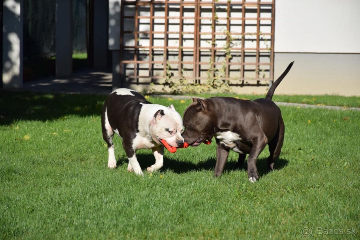 Americký stafordšírsky teriér - Blue (šteniatko) - 4