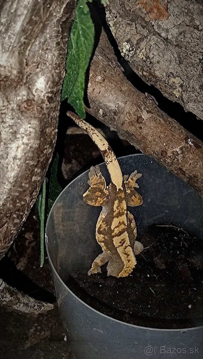 Pagekon riasnaty harlekyn - 4