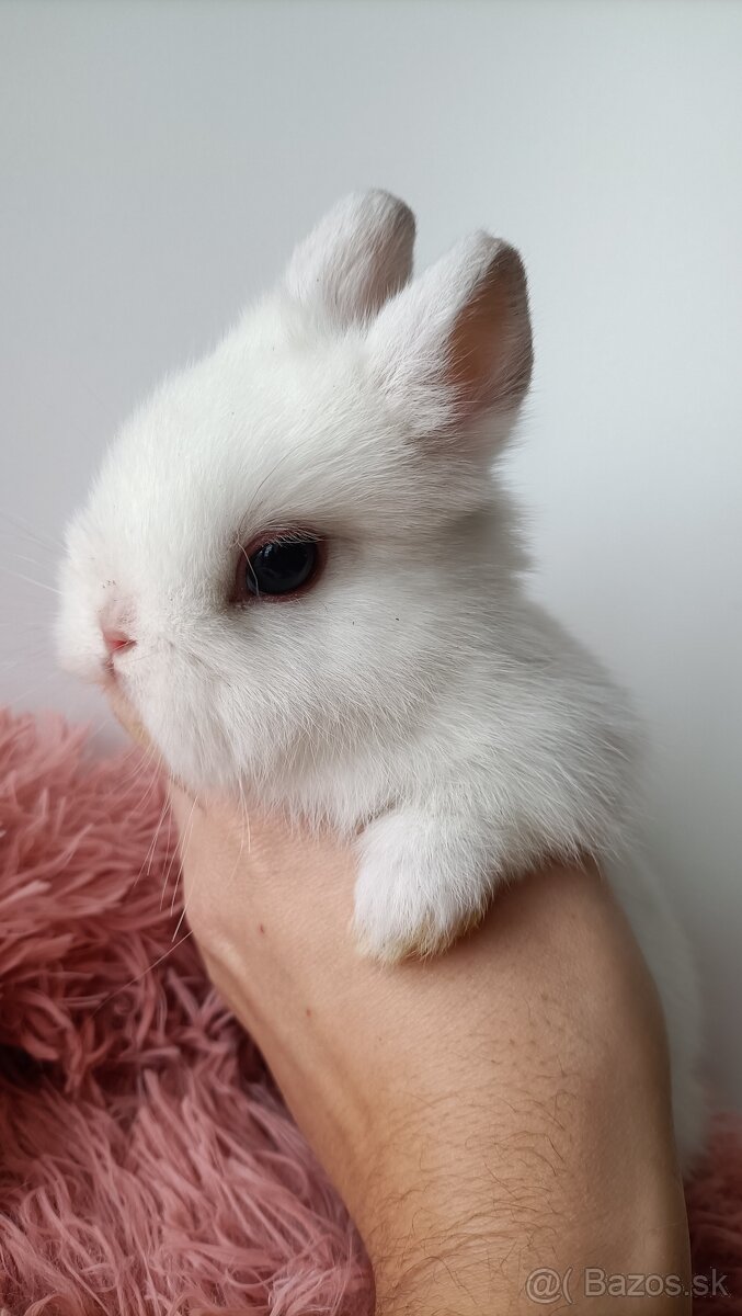 Zdrobnené kraliky - 4