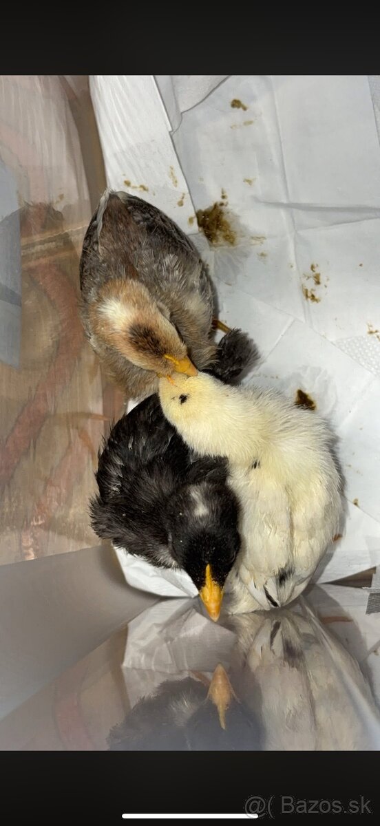 Kohút grenshell - 4