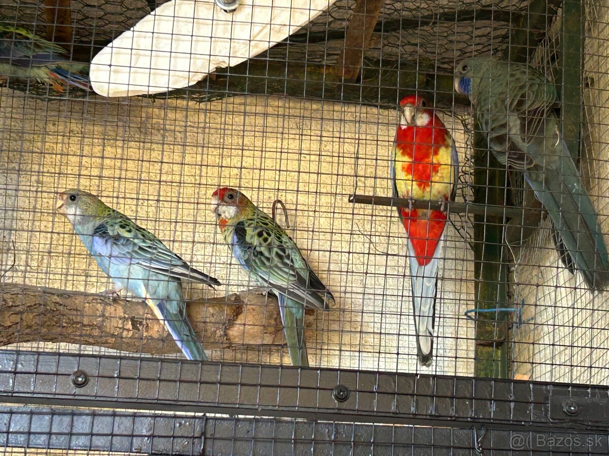 Hľadajú nový domov - 4