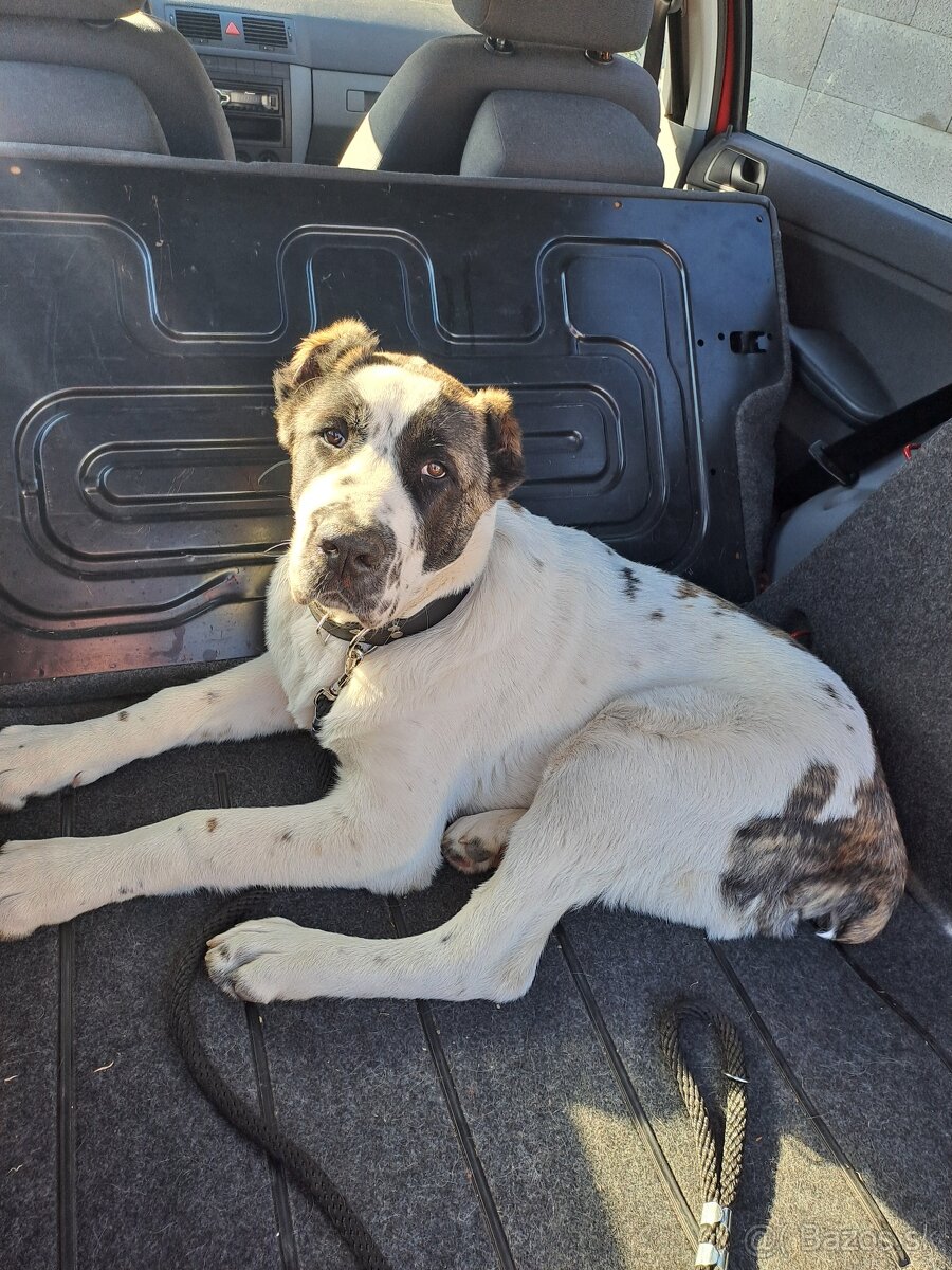 Stredoazijsky ovciak - 4