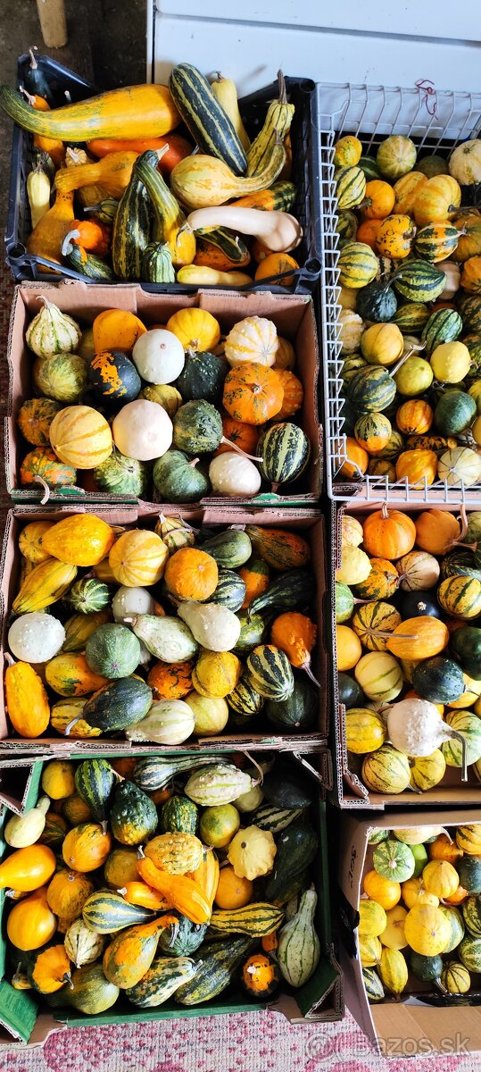 Okrasné tekvice-posledné kusy - 4