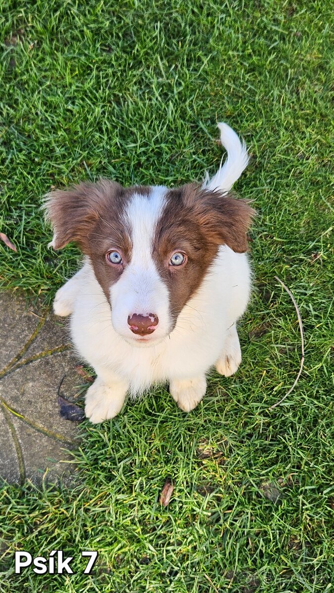 Border kolia - šteniatka na predaj - 4