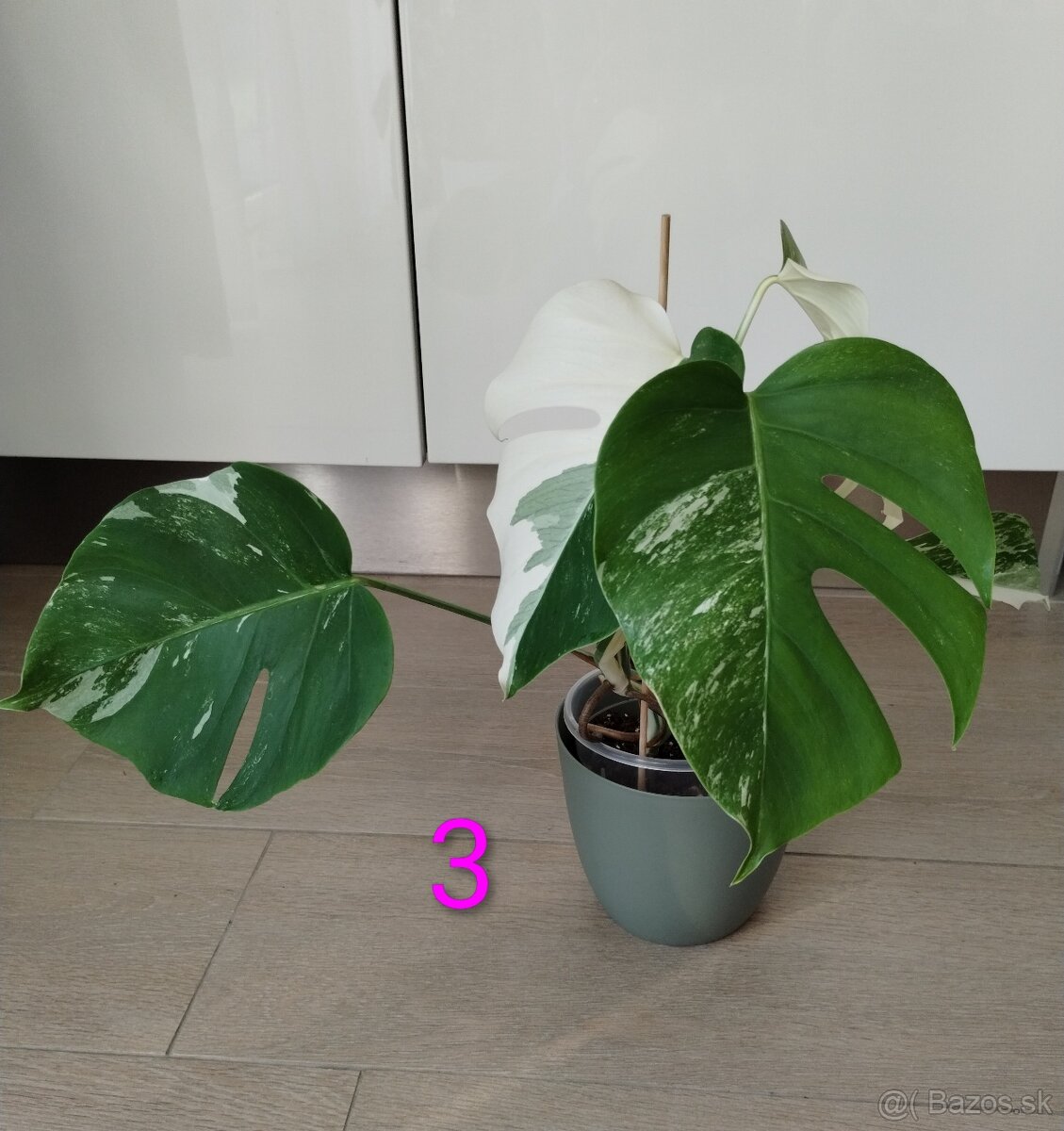 Monstera albo variegata - 4