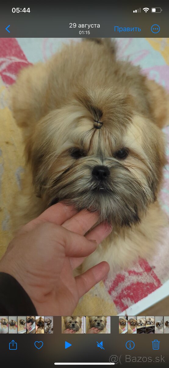 Šteniatka Shih Tzu, FCI - 4