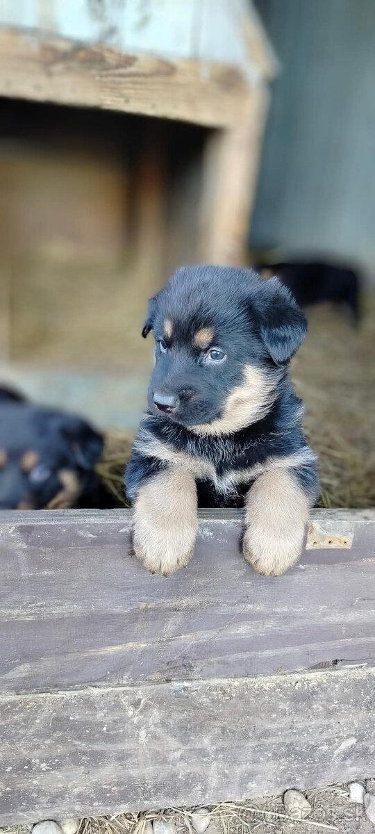 Nemecký ovčiak šteniatka - 4