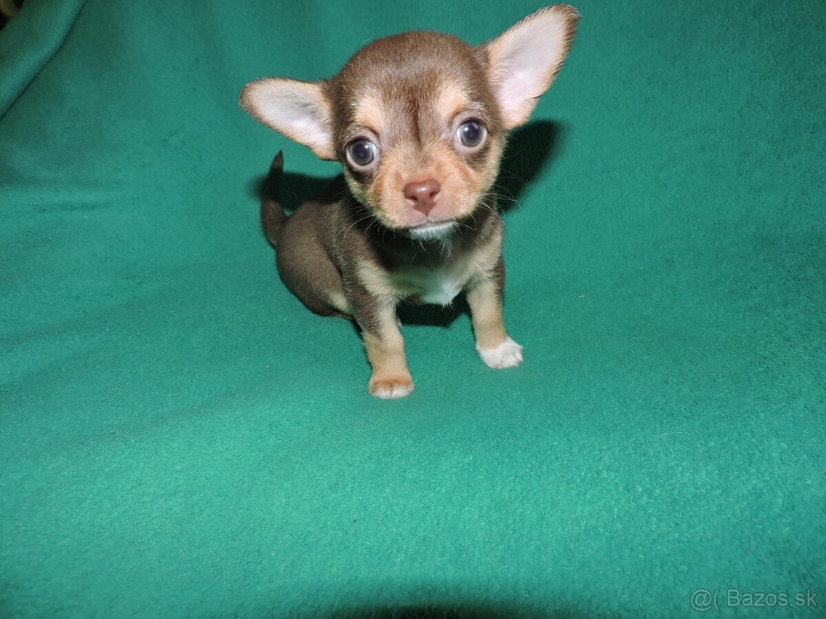 čivava krátkosrstá,fenky - 4