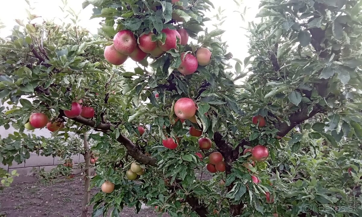 Predaj jablk - 4