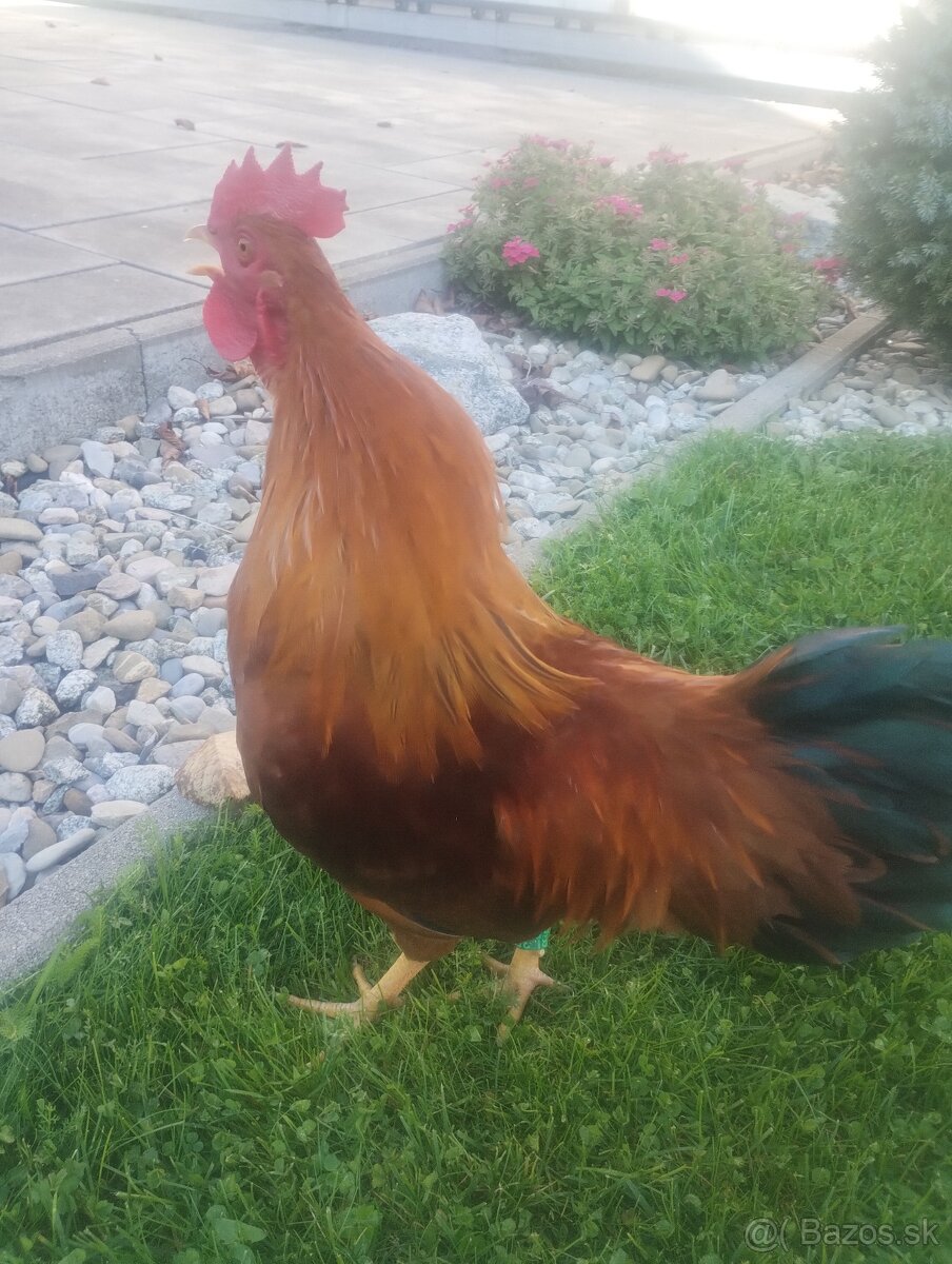 Zdrobnela Hempsirka - 4