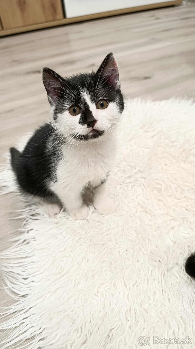 Darujem mačiatka - 4