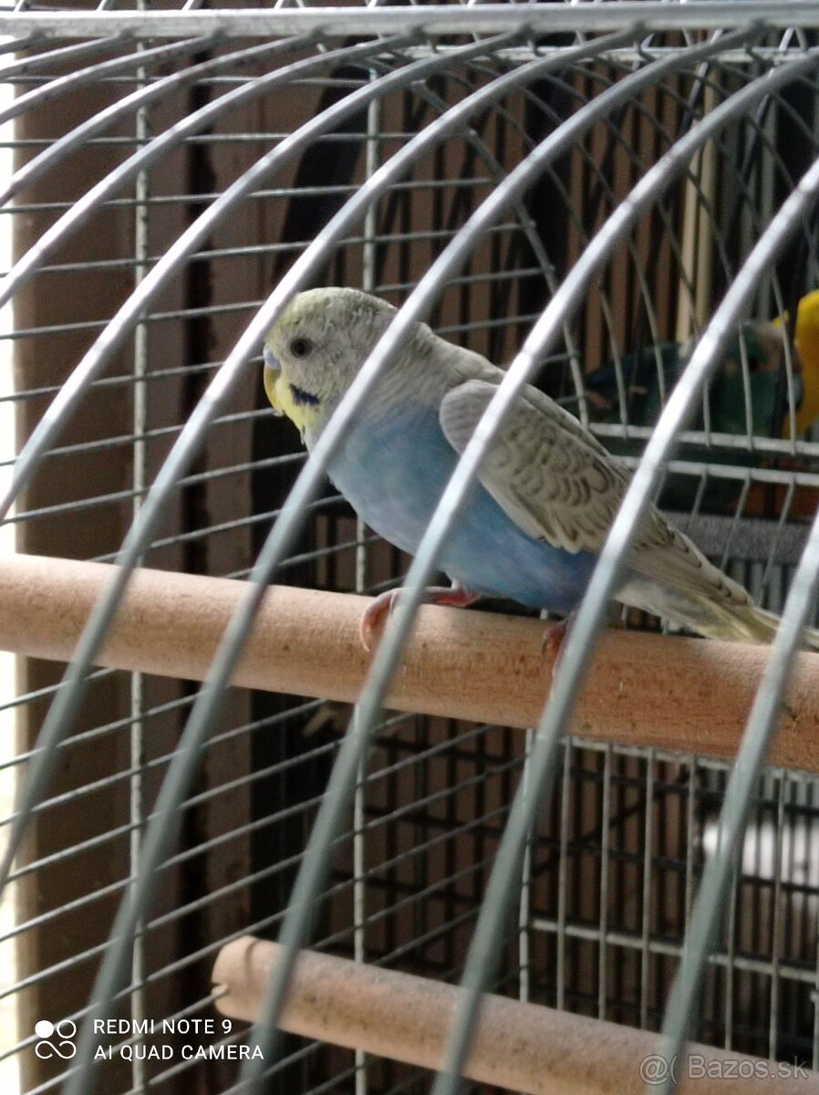 Dúhové andulky - 4