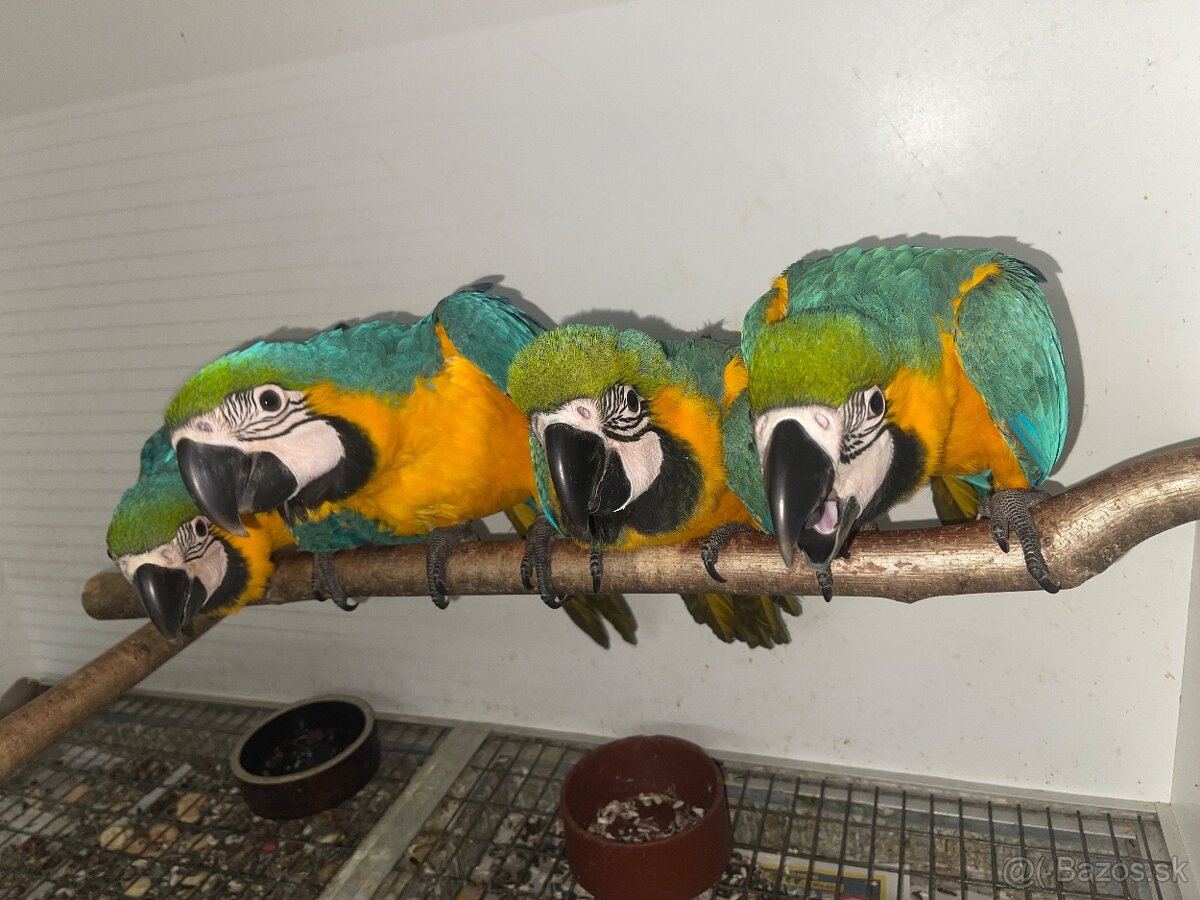 🟡🔵🟡🔵 Ara Ararauna 🟡🔵🟡🔵 - 4