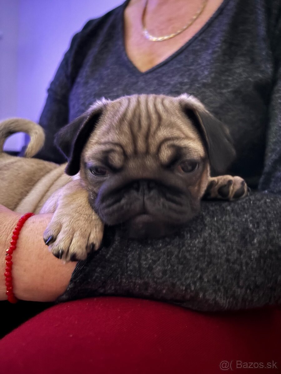 Mopslík - 4