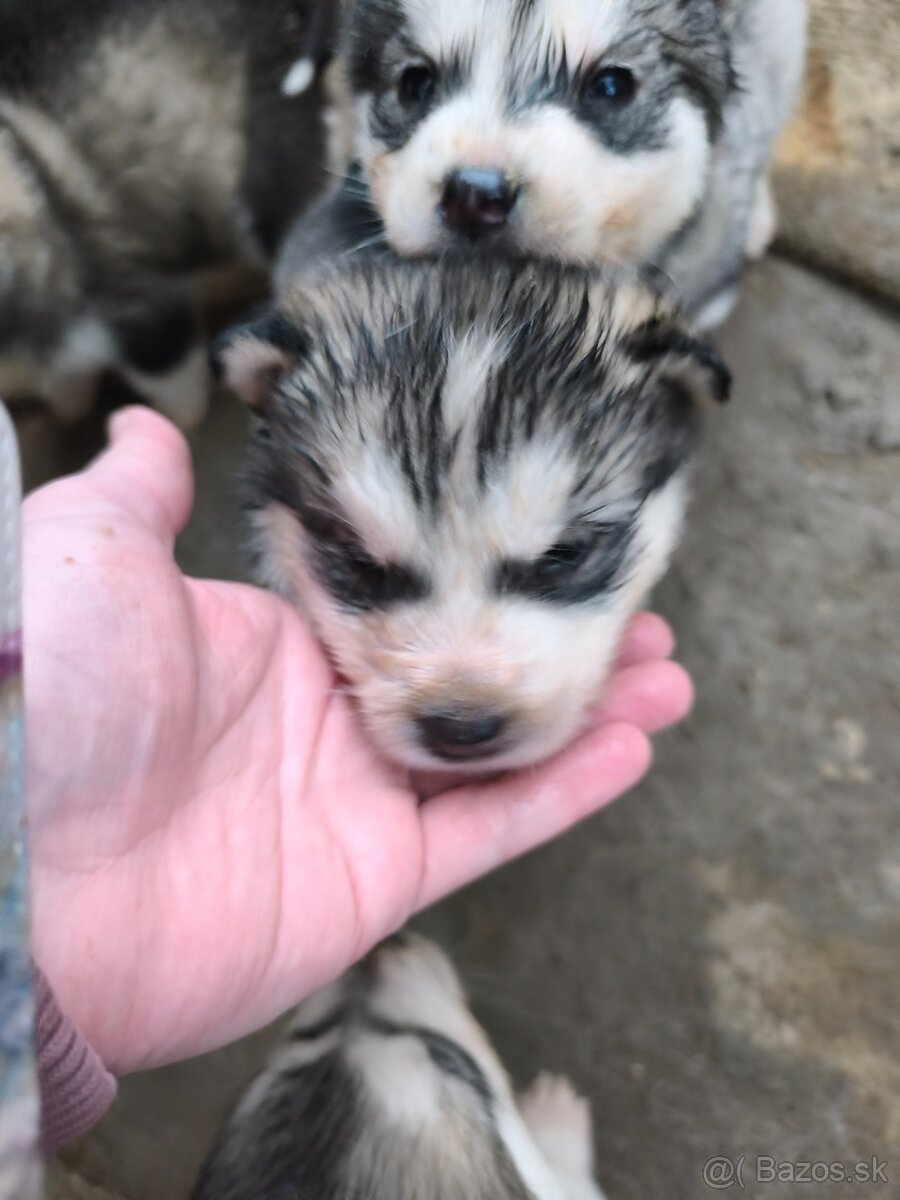 Šteniatka Aljašský malamut - 4