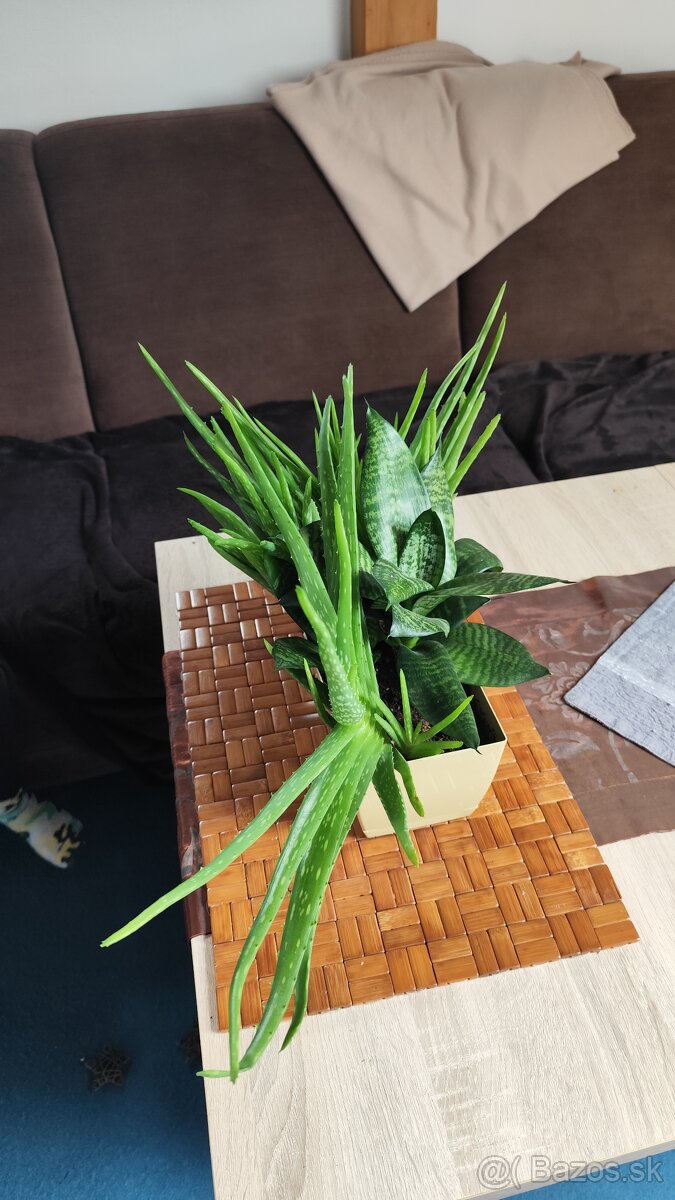 Sada aloe vera a svokrin jazyk - 4