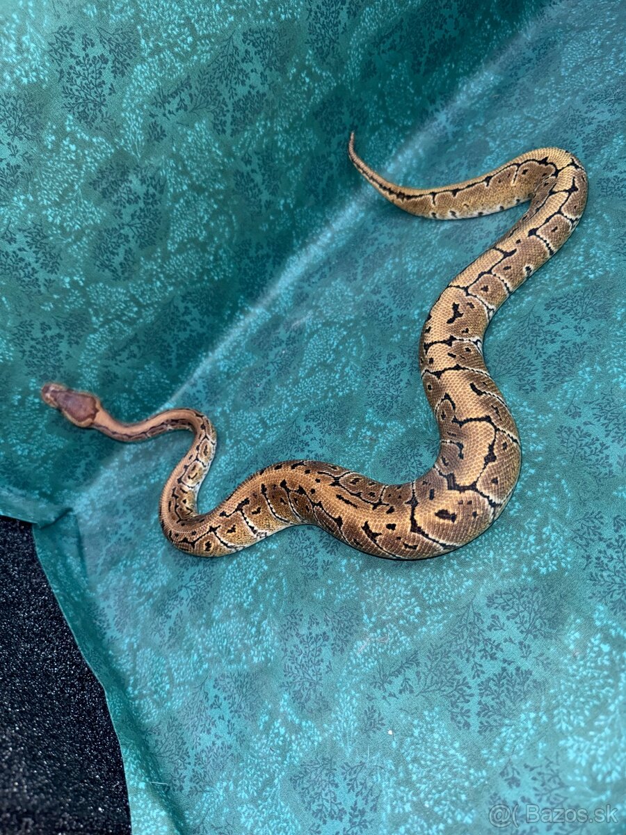 Python regius-krajta kráľovská - 4